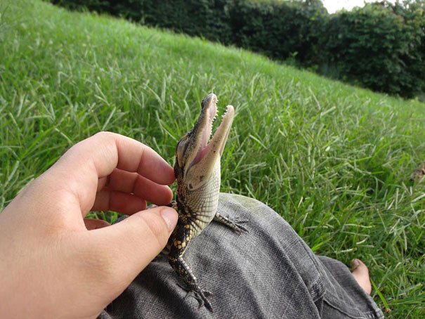 kroki
