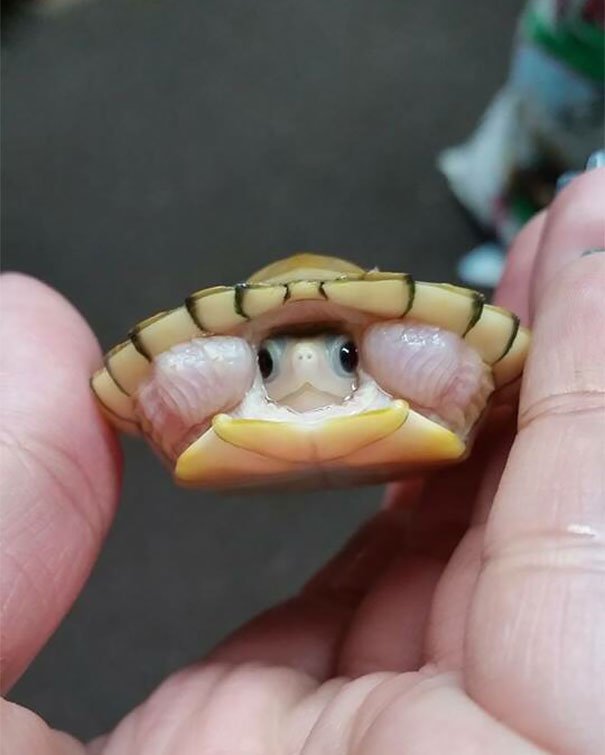 teki