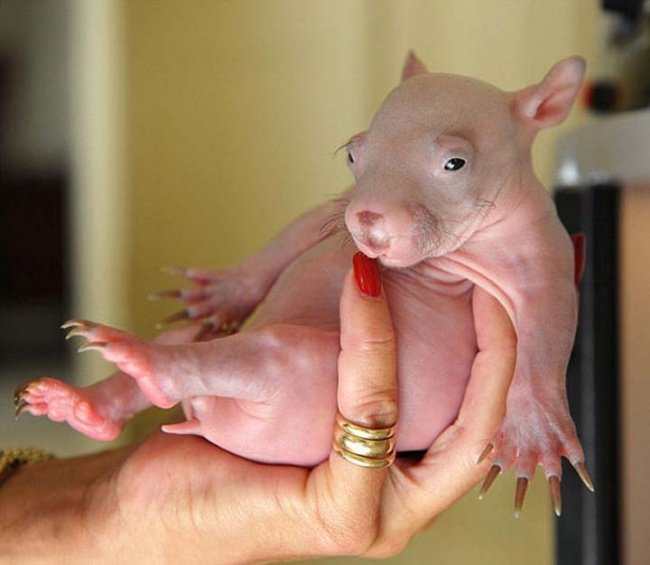 wombat