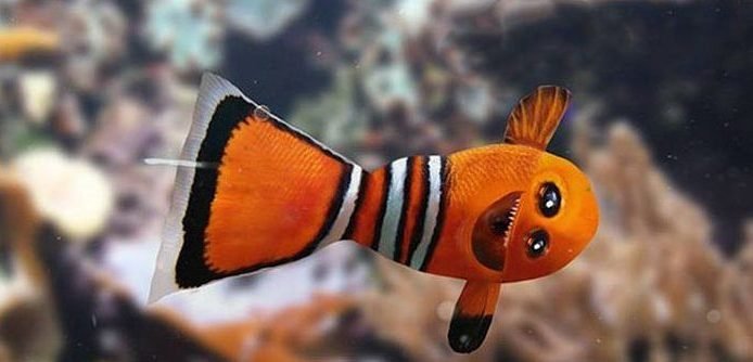 nemo